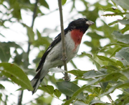 Rose Breasted Grosbeak
